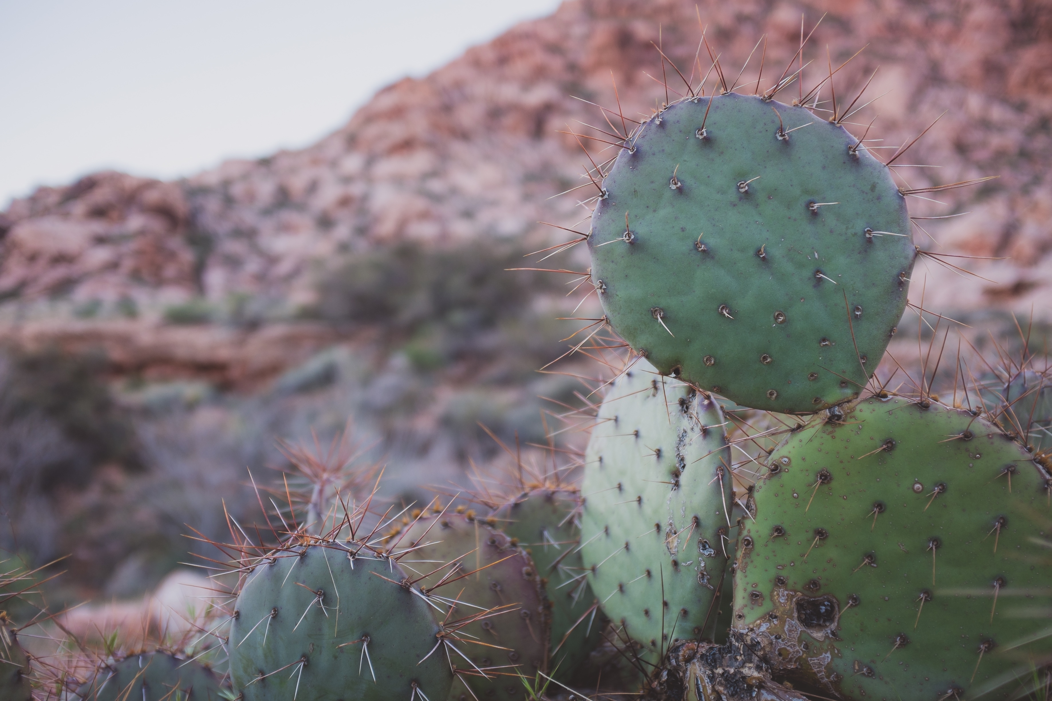 Cactus photo