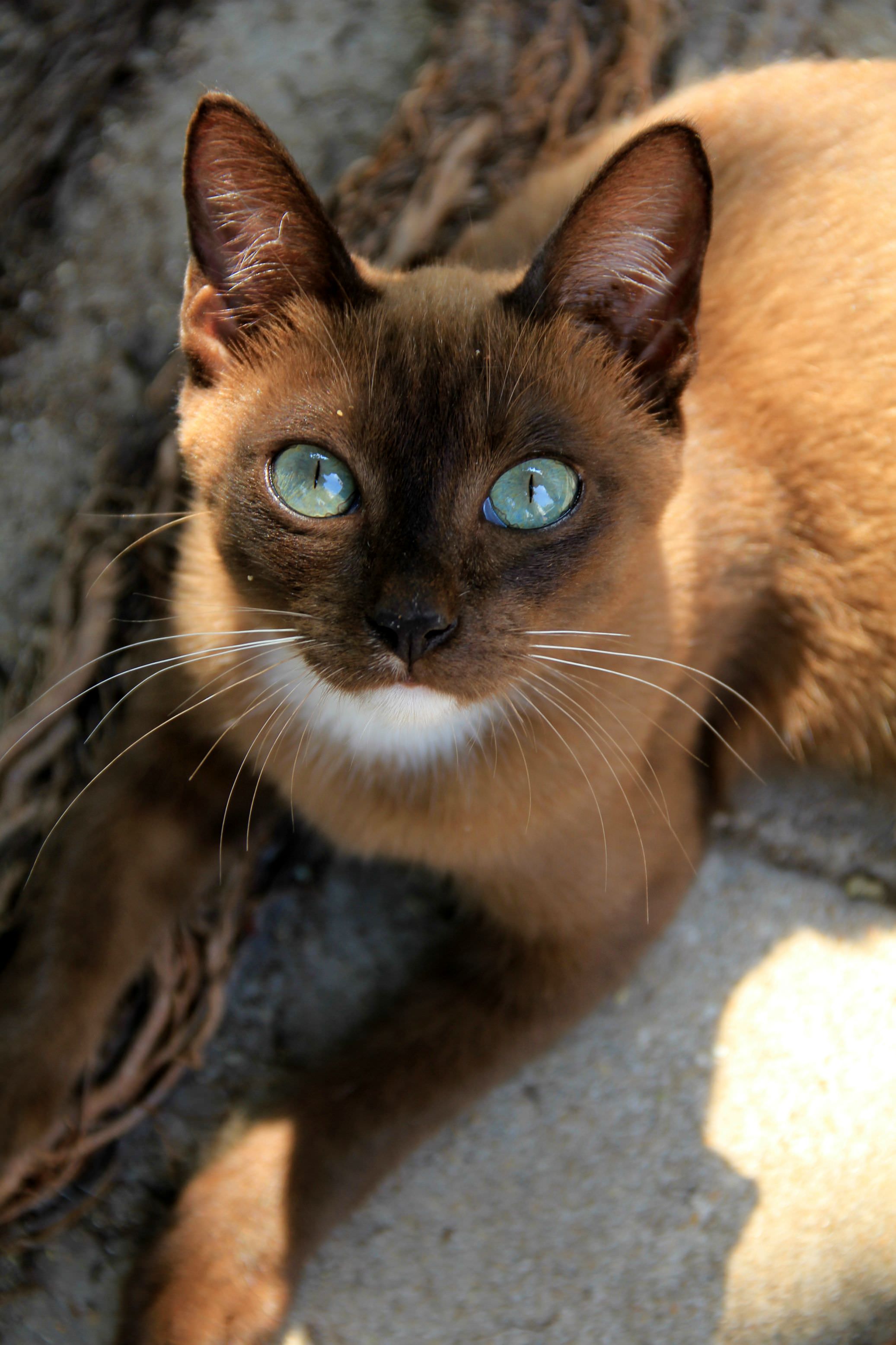 wow what a beautiful cat. Taken outside a Thai Temple - Album on Imgur