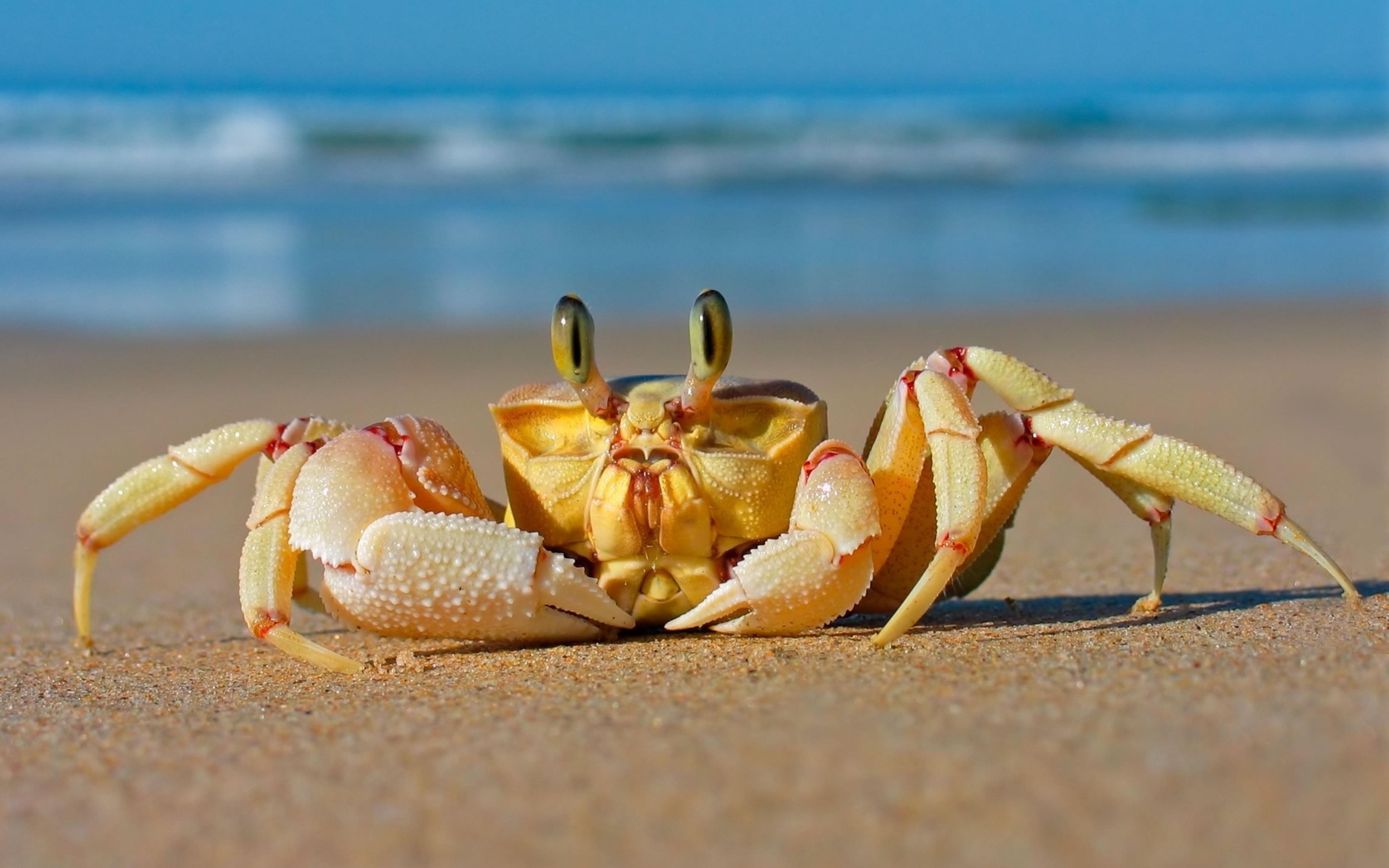 Crab on beach photo