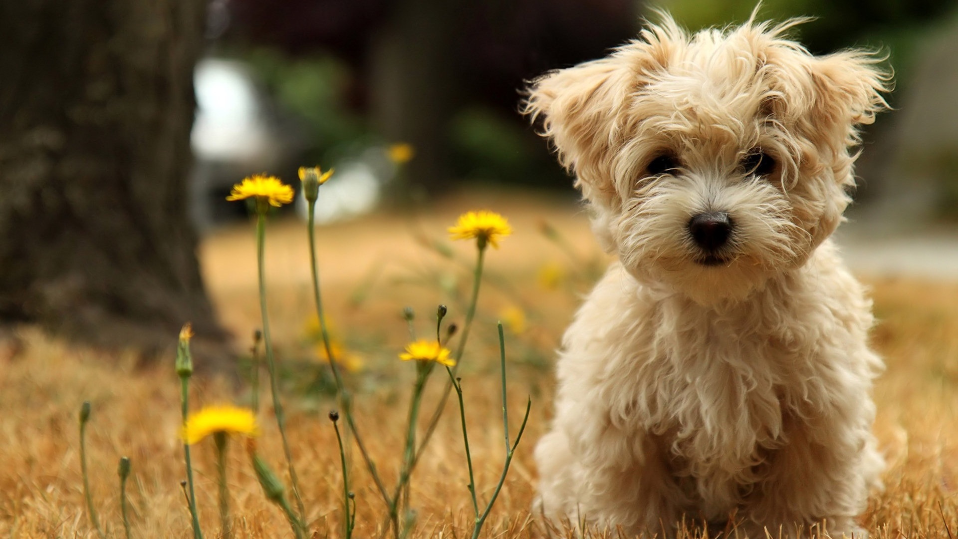 Top 12 Cutest Dog Breeds List - Listovative