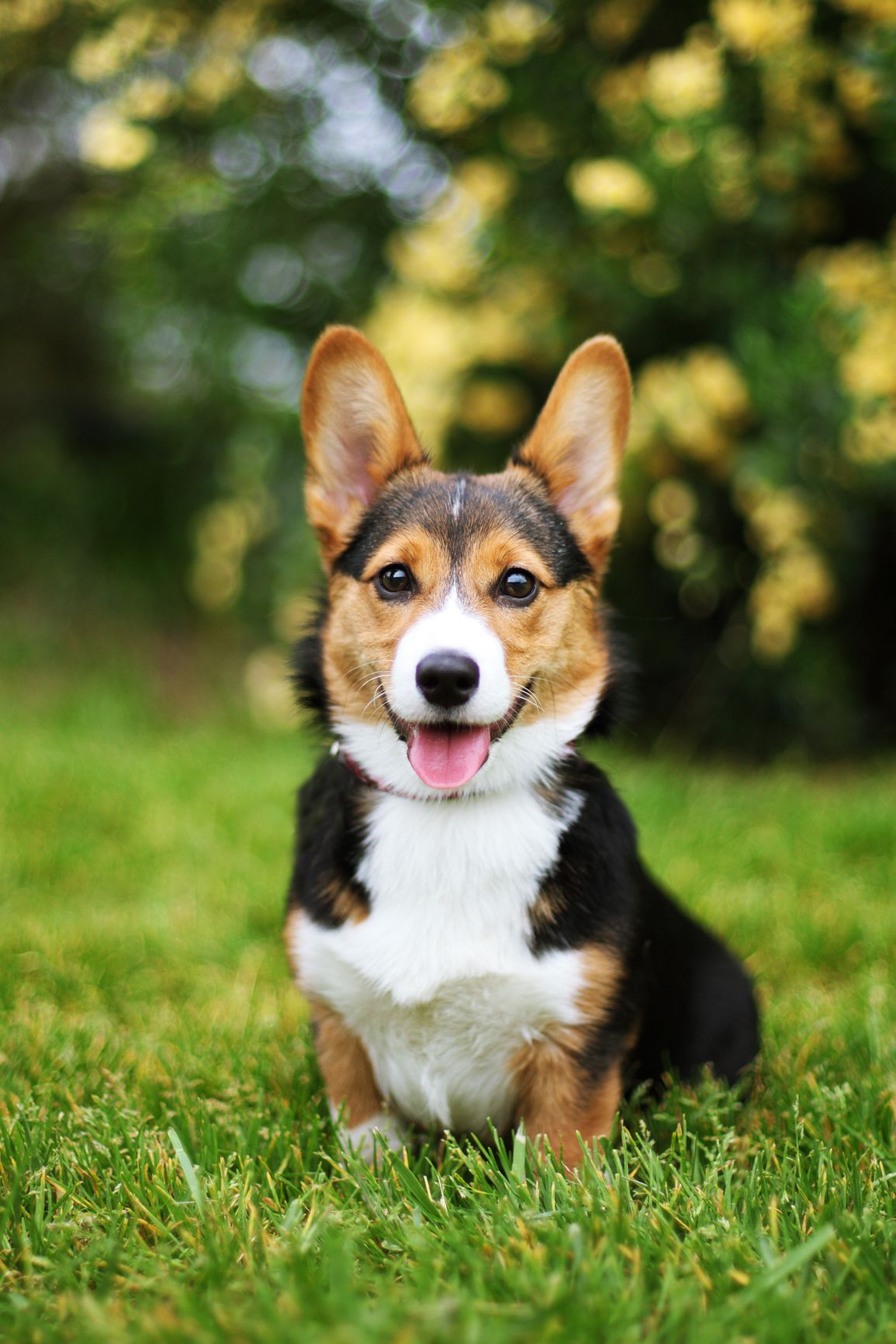 25 Cutest Dog Breeds - Most Adorable Dogs