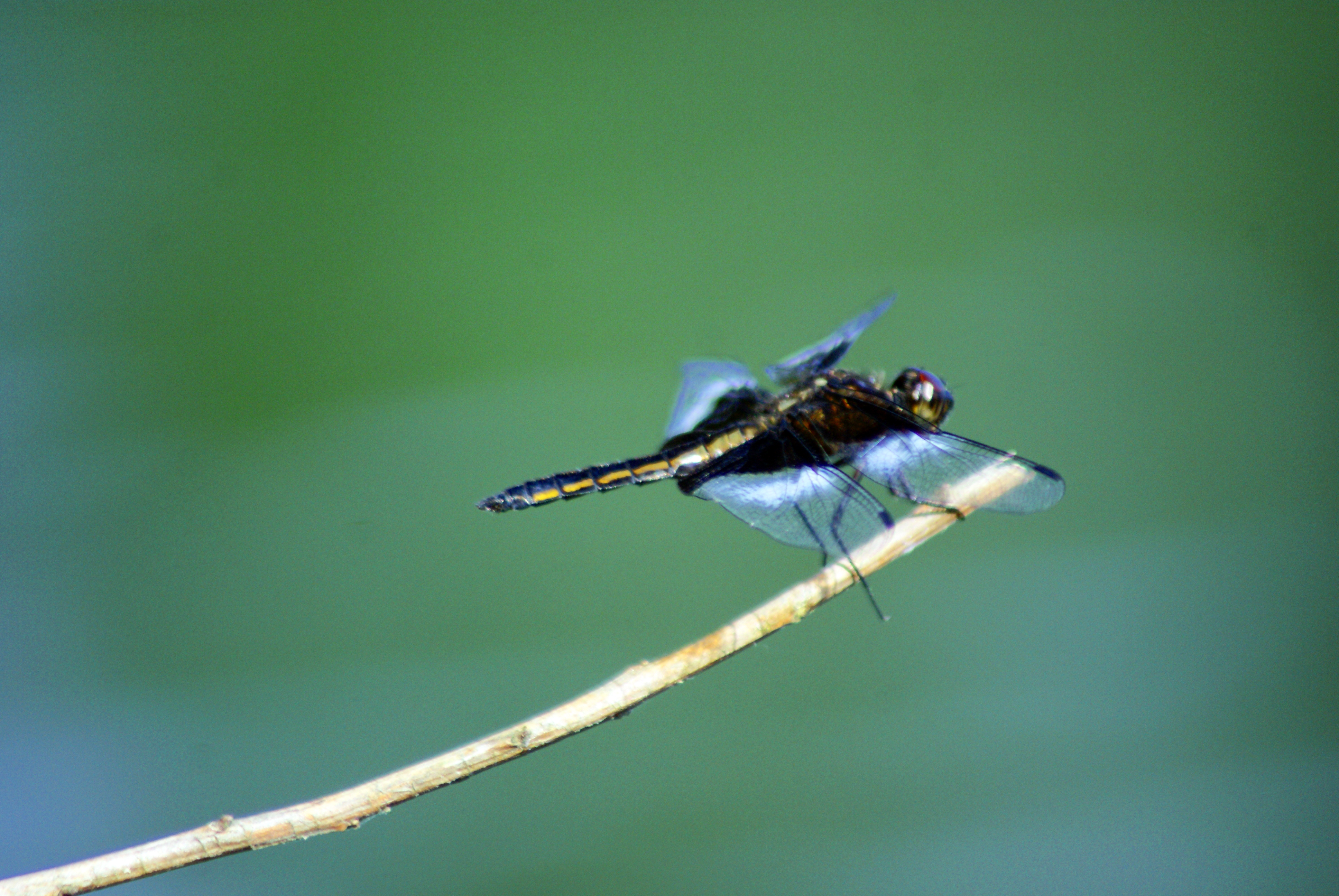 Dragon fly photo