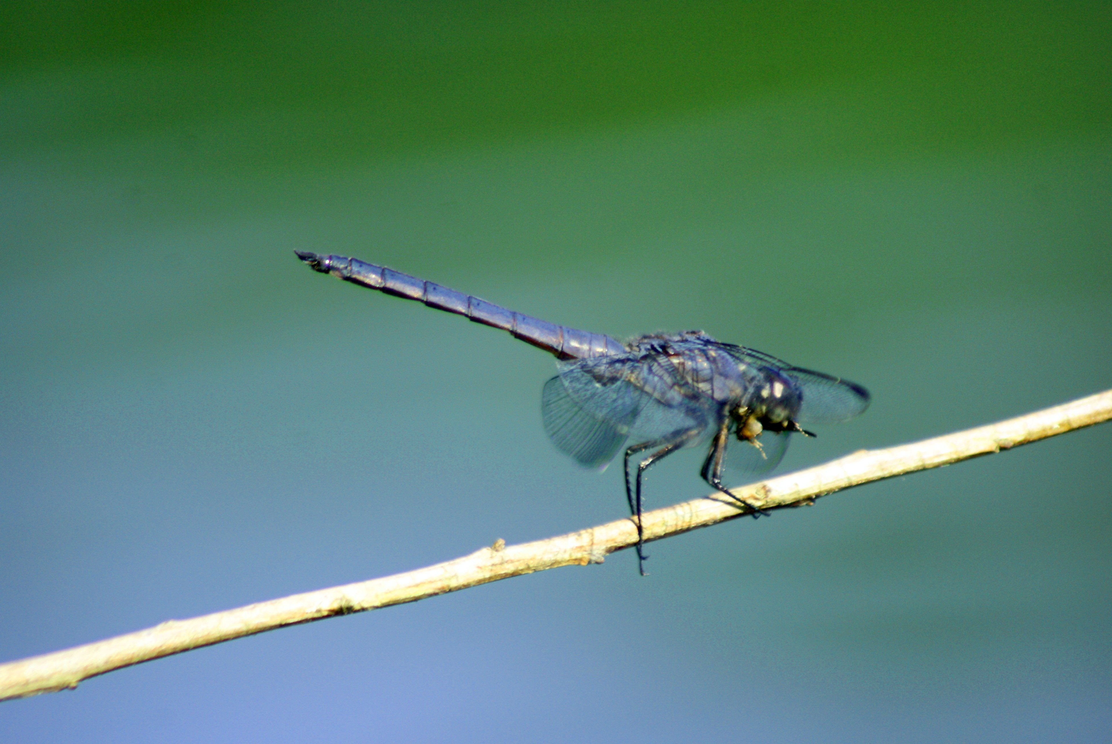 Dragon fly photo