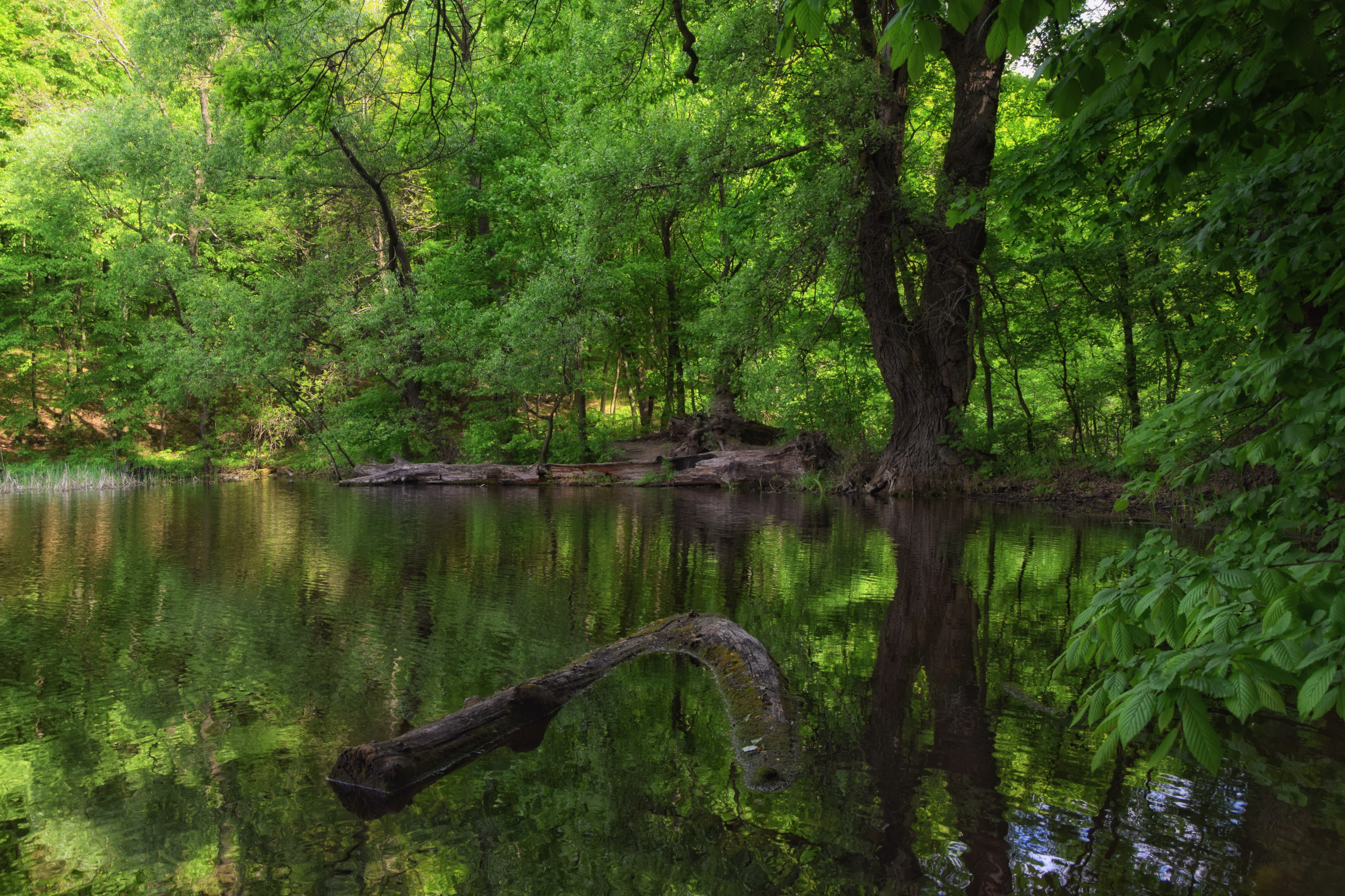 File:Forest Lake in Atamansky park.JPG - Wikimedia Commons