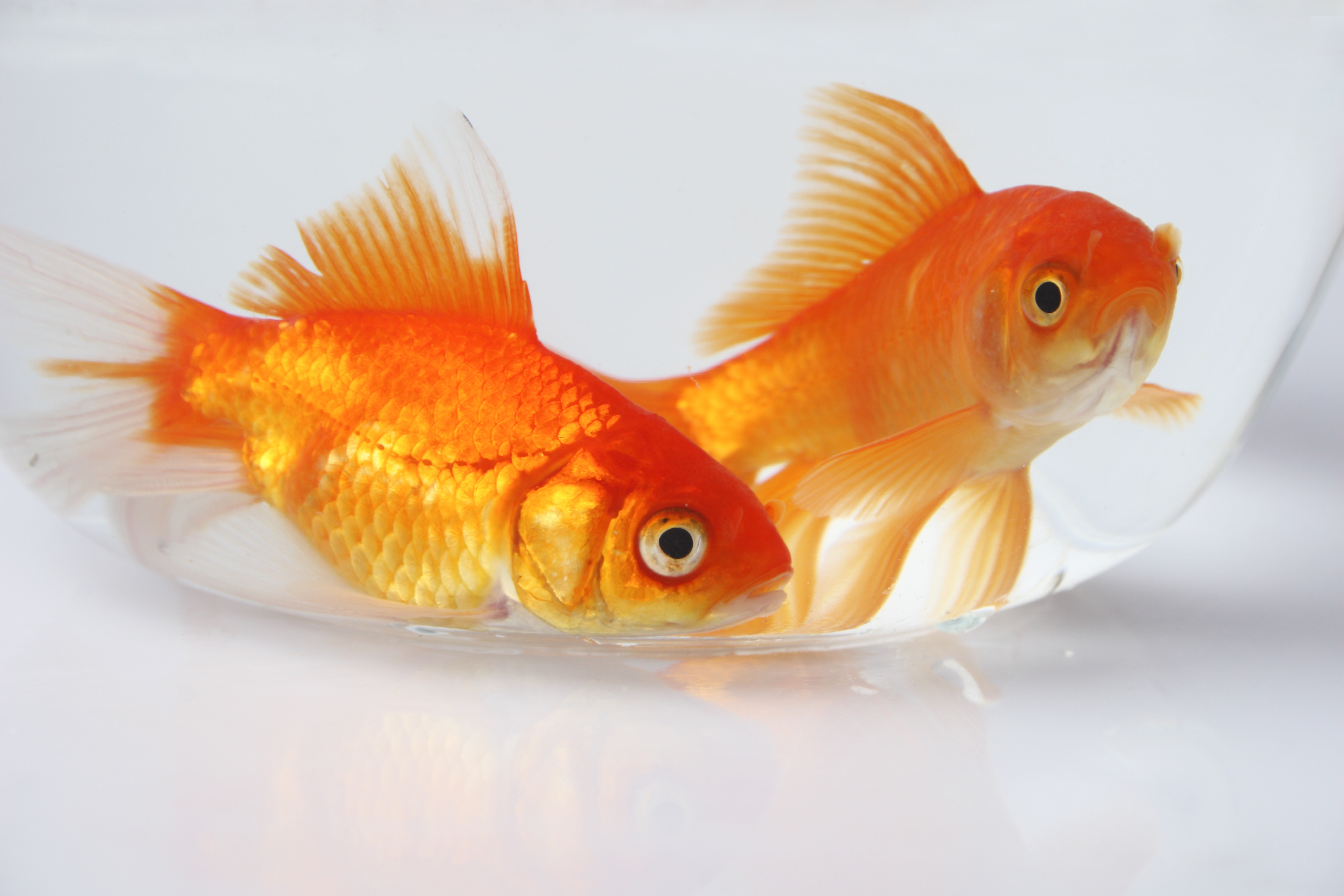 Gold fish photo