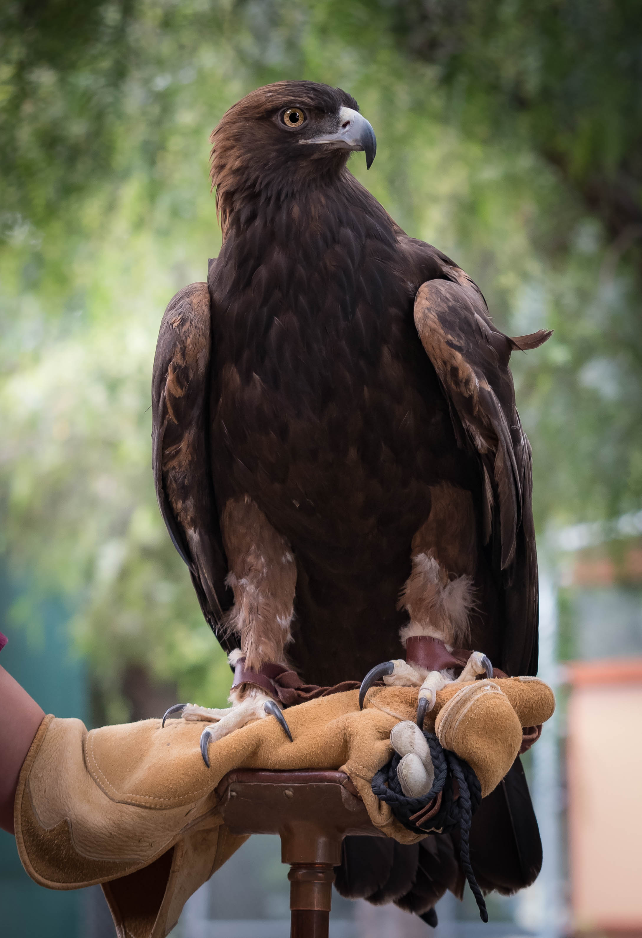 Golden eagle photo