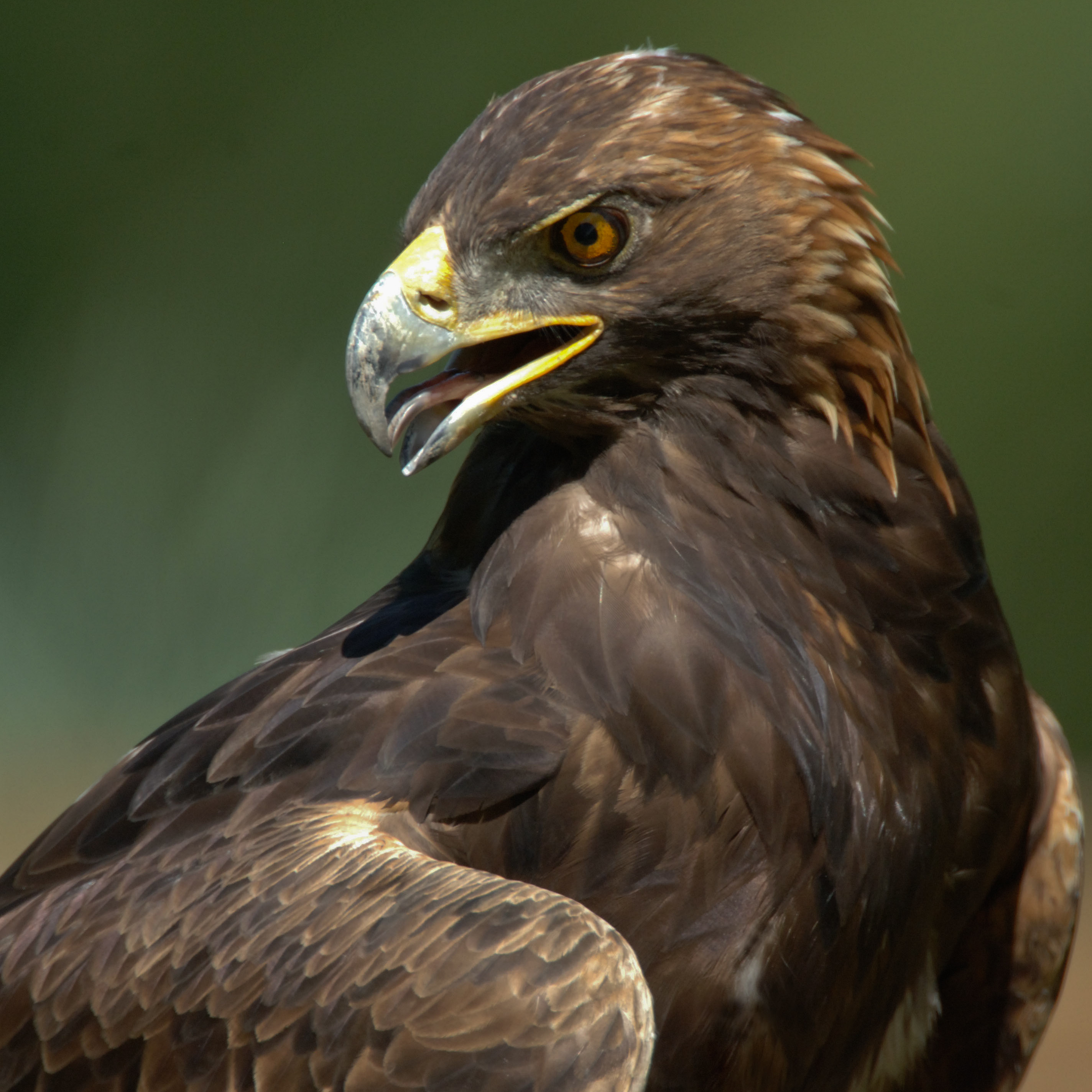 goldeneagle2.jpg