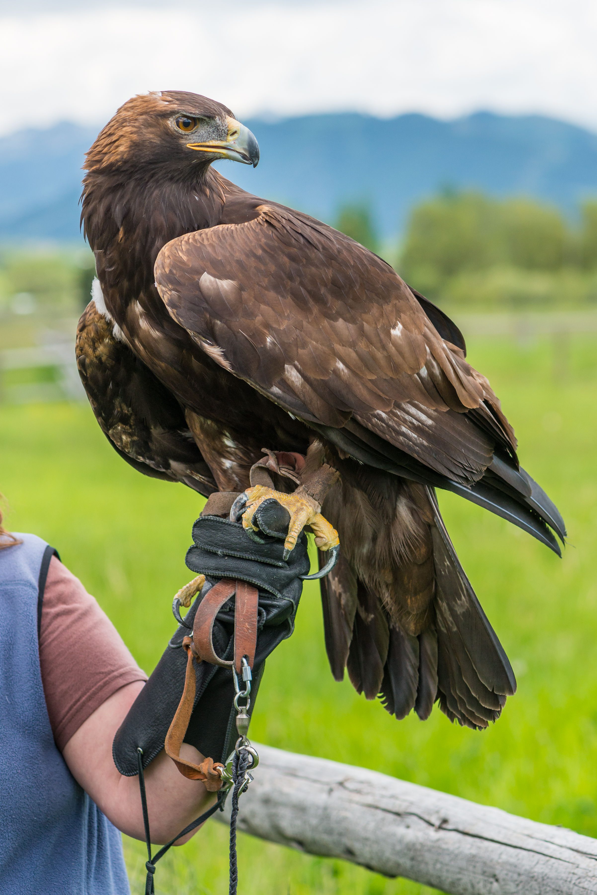 Golden Eagle - Teton Raptor Center