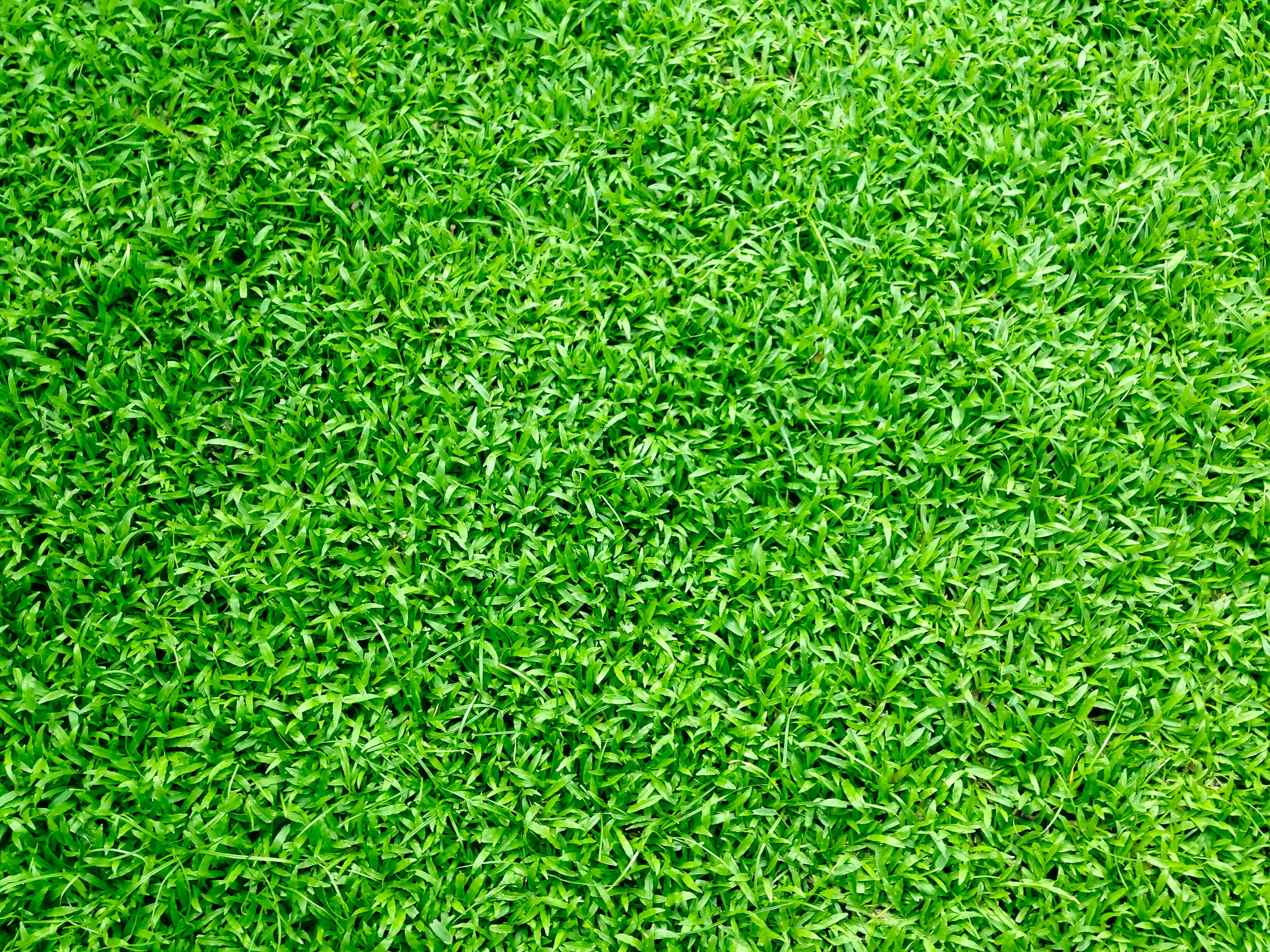 Green grass photo