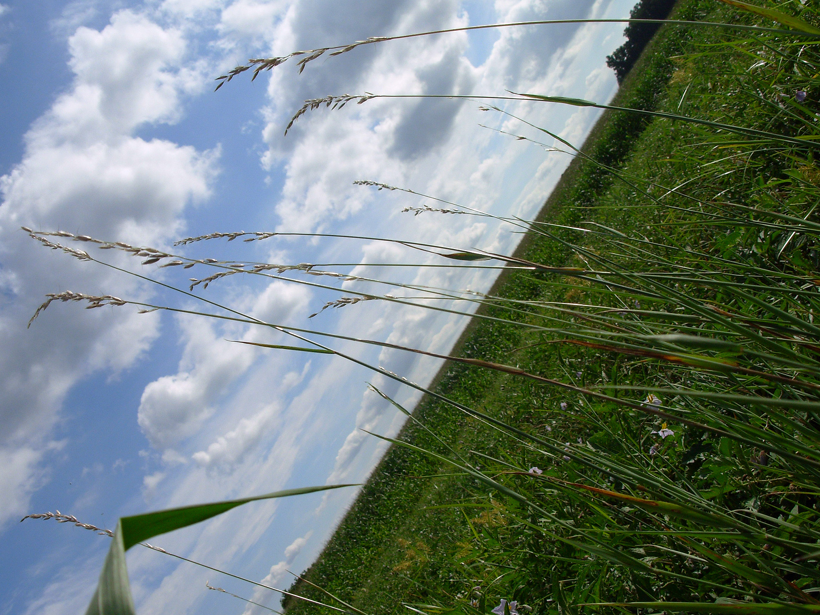 Green grass photo