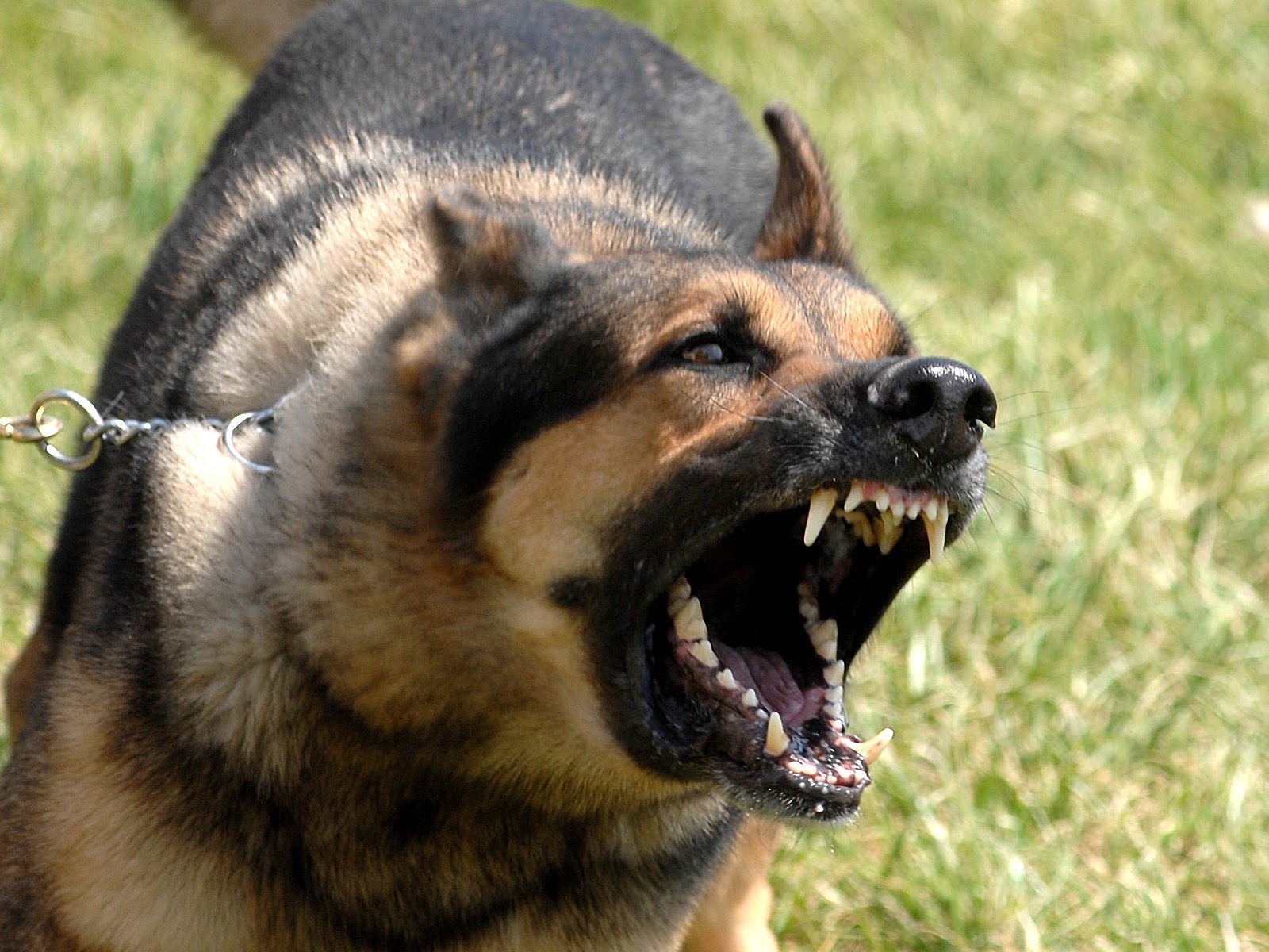 20 Most Aggressive, Strong and Vicious Guard Dogs in the world - YouTube