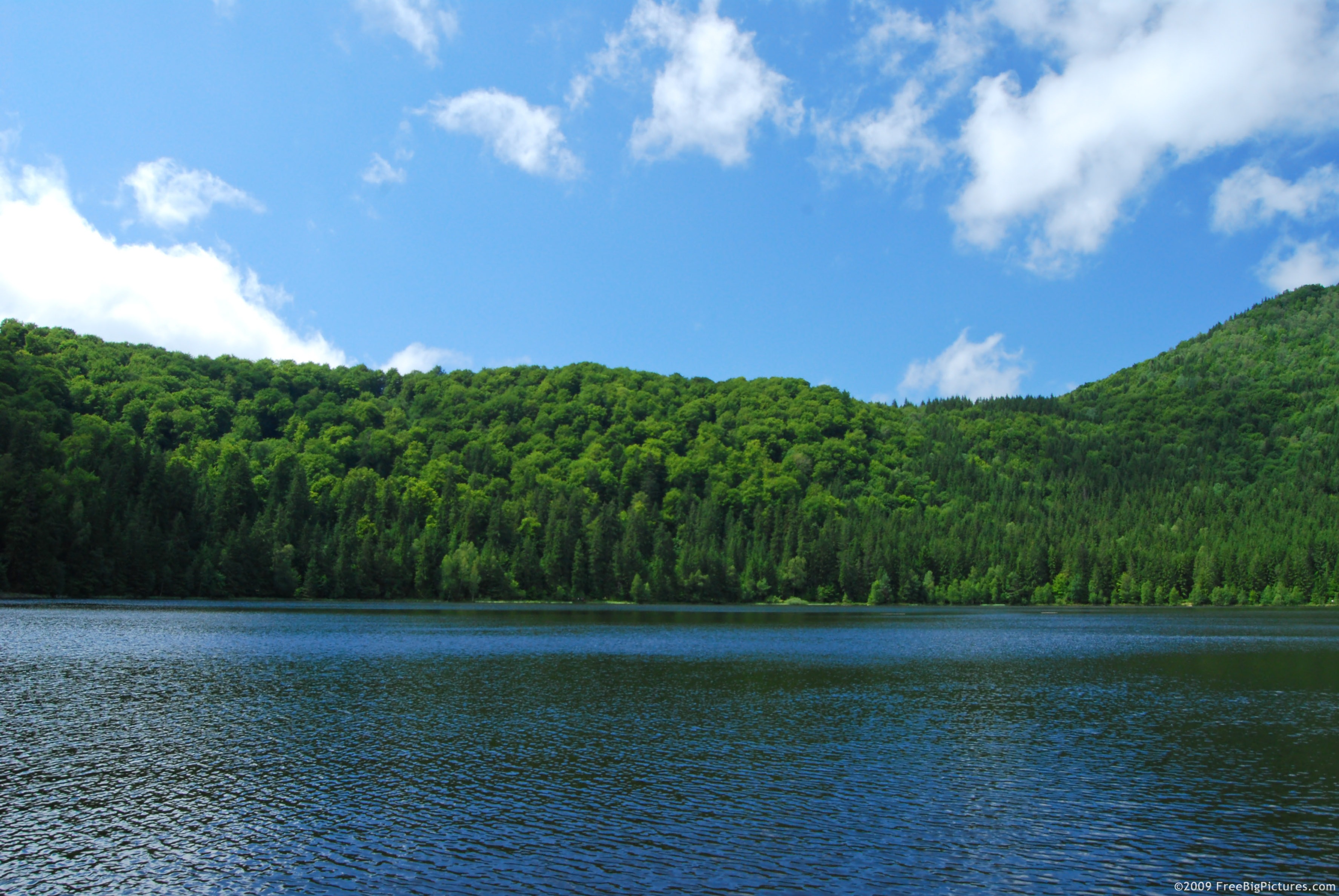 Forest: lake forest