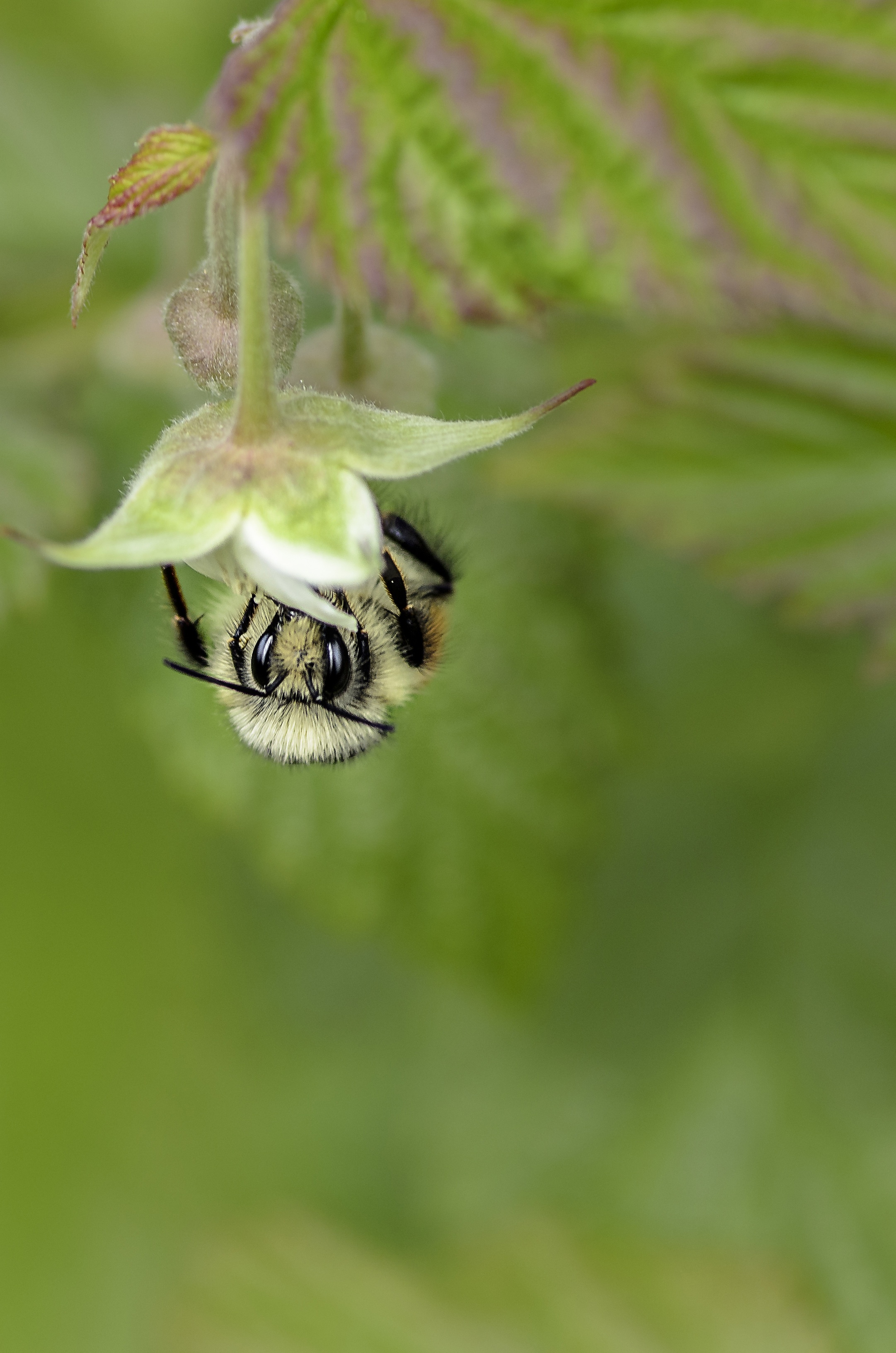 Pollinating photo