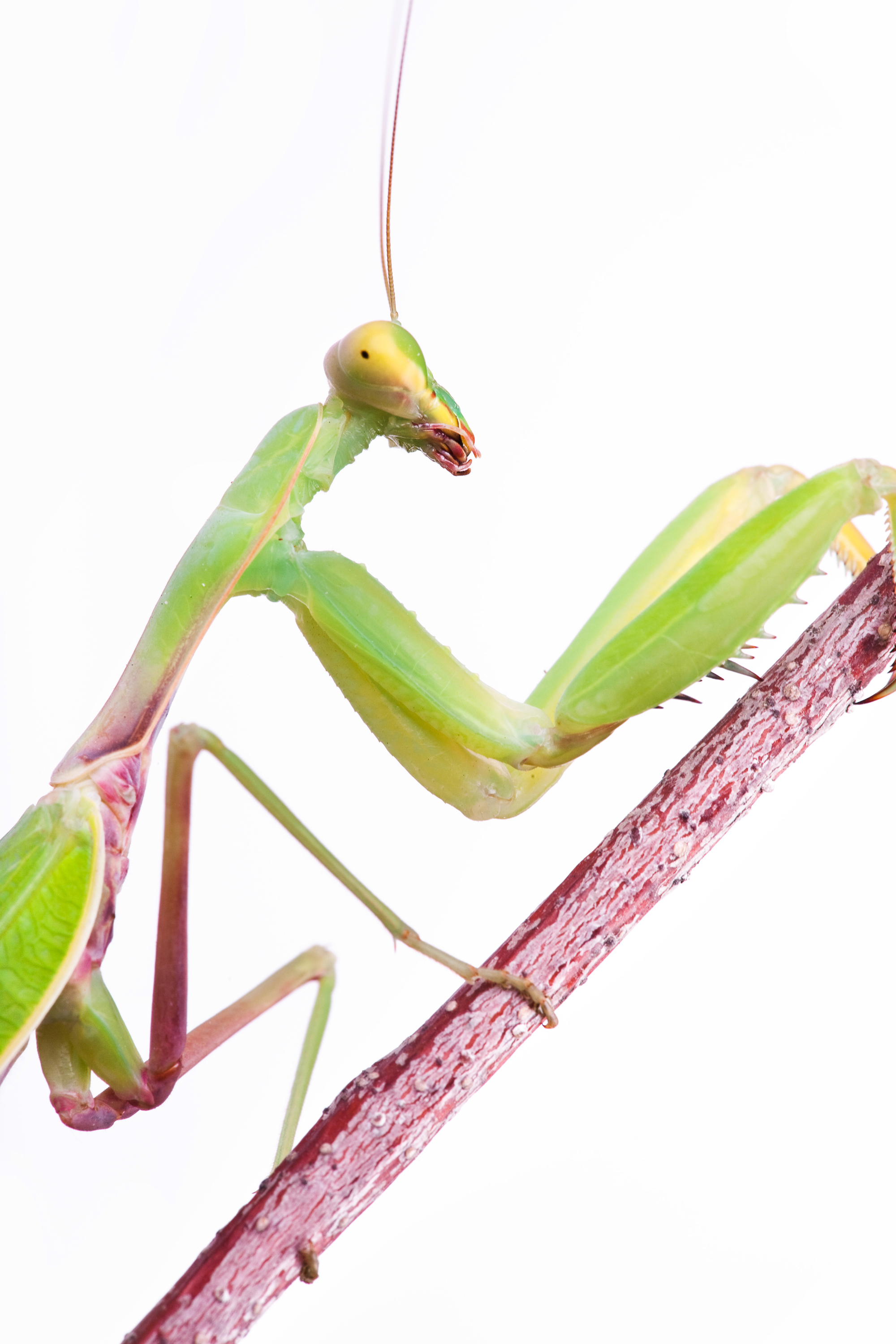 Praying mantis photo