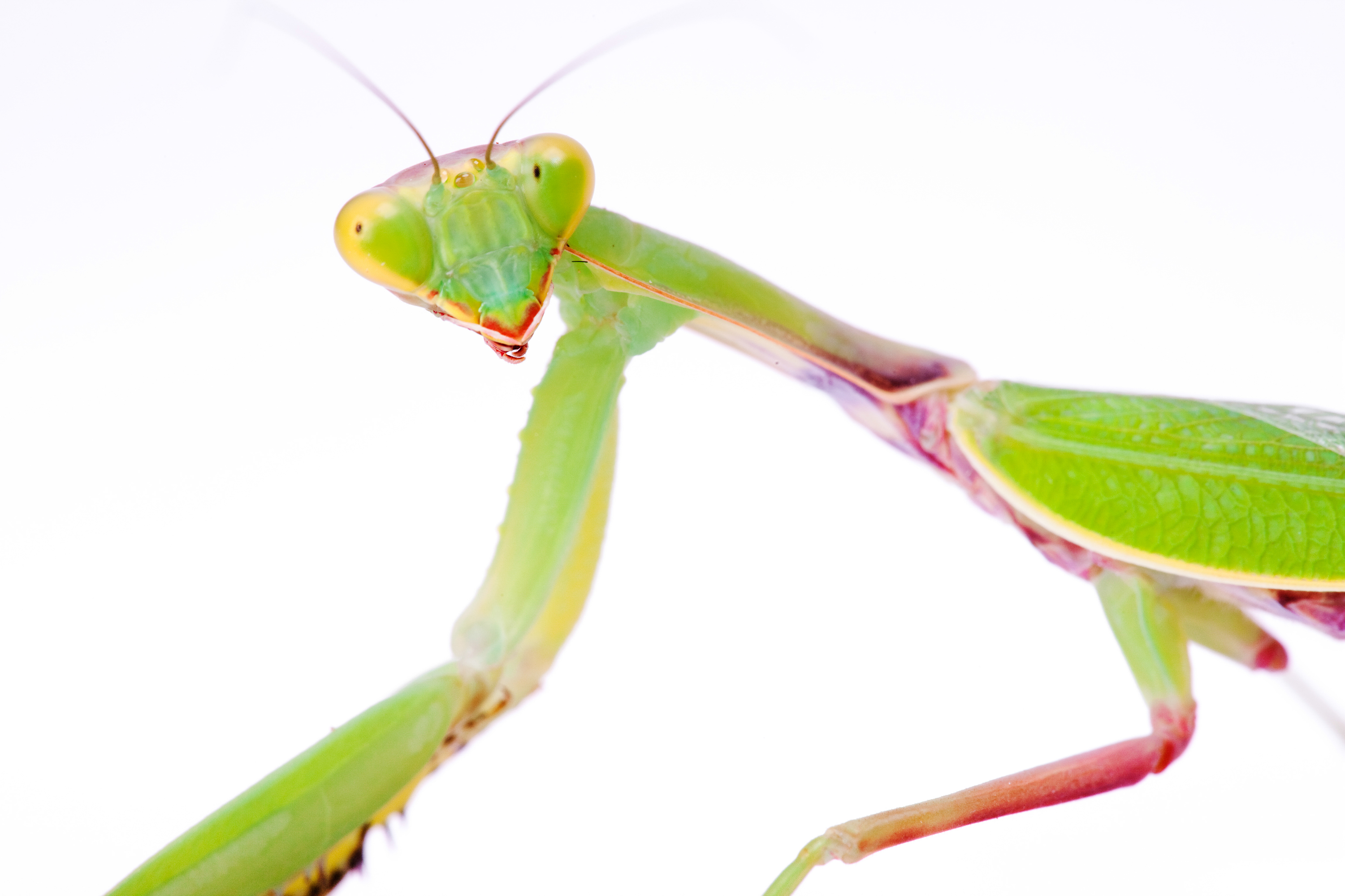 Praying mantis photo