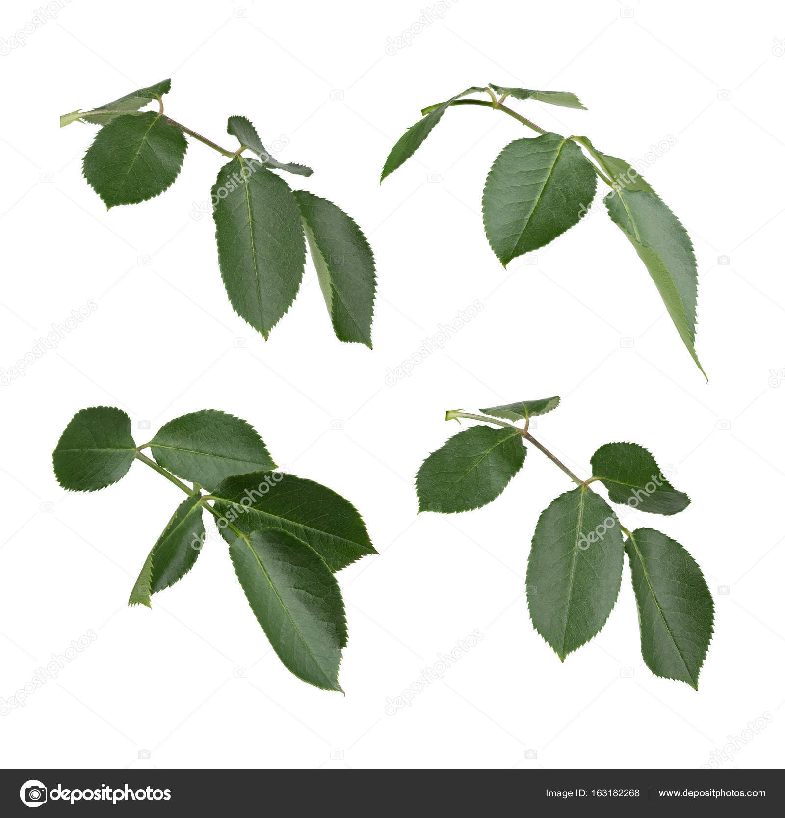 Set of rose leaves. Full depth of field. — Stock Photo © S-Photo ...