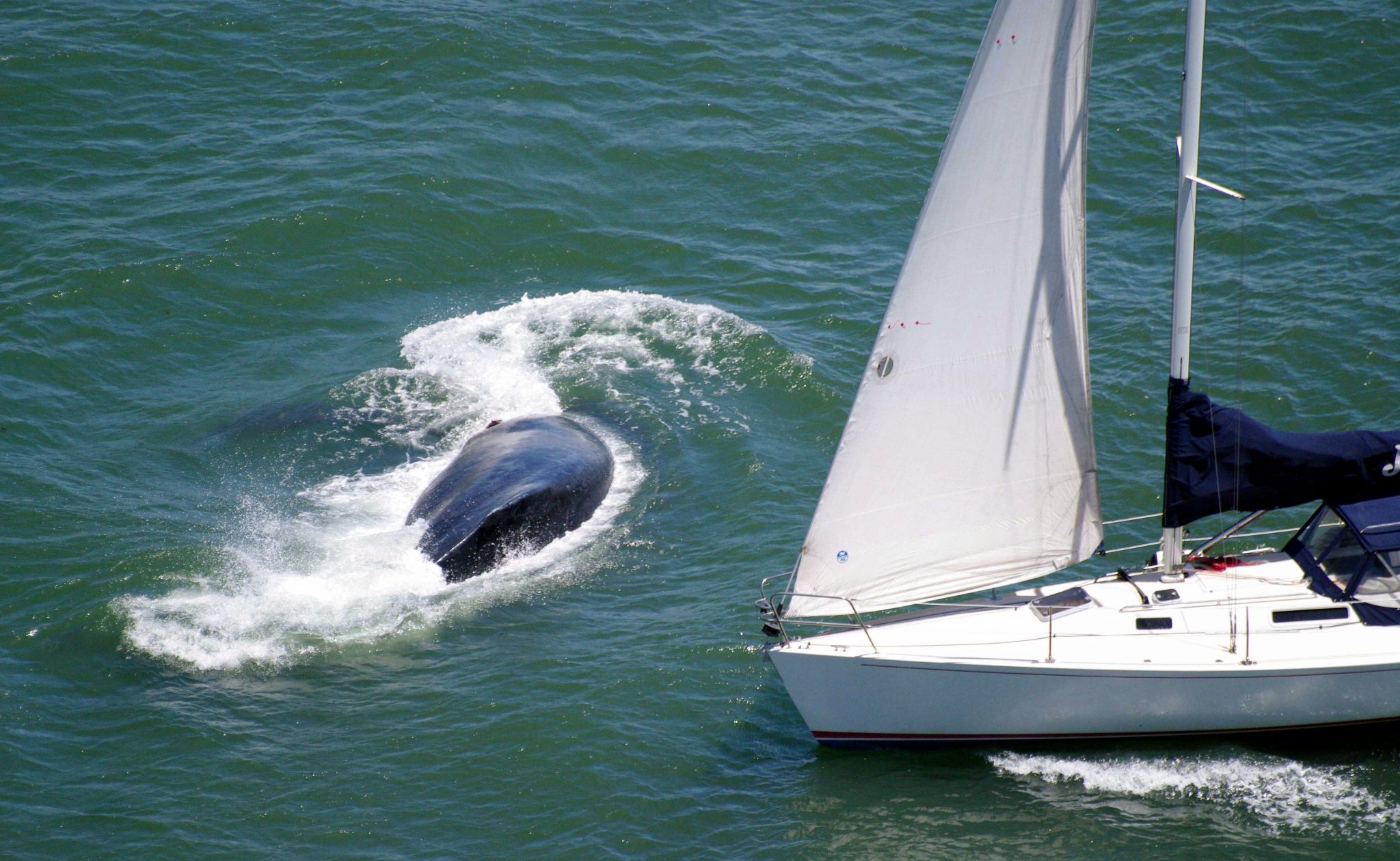 Whale barely dodges oncoming sailboat near Golden Gate Bridge - SFGate