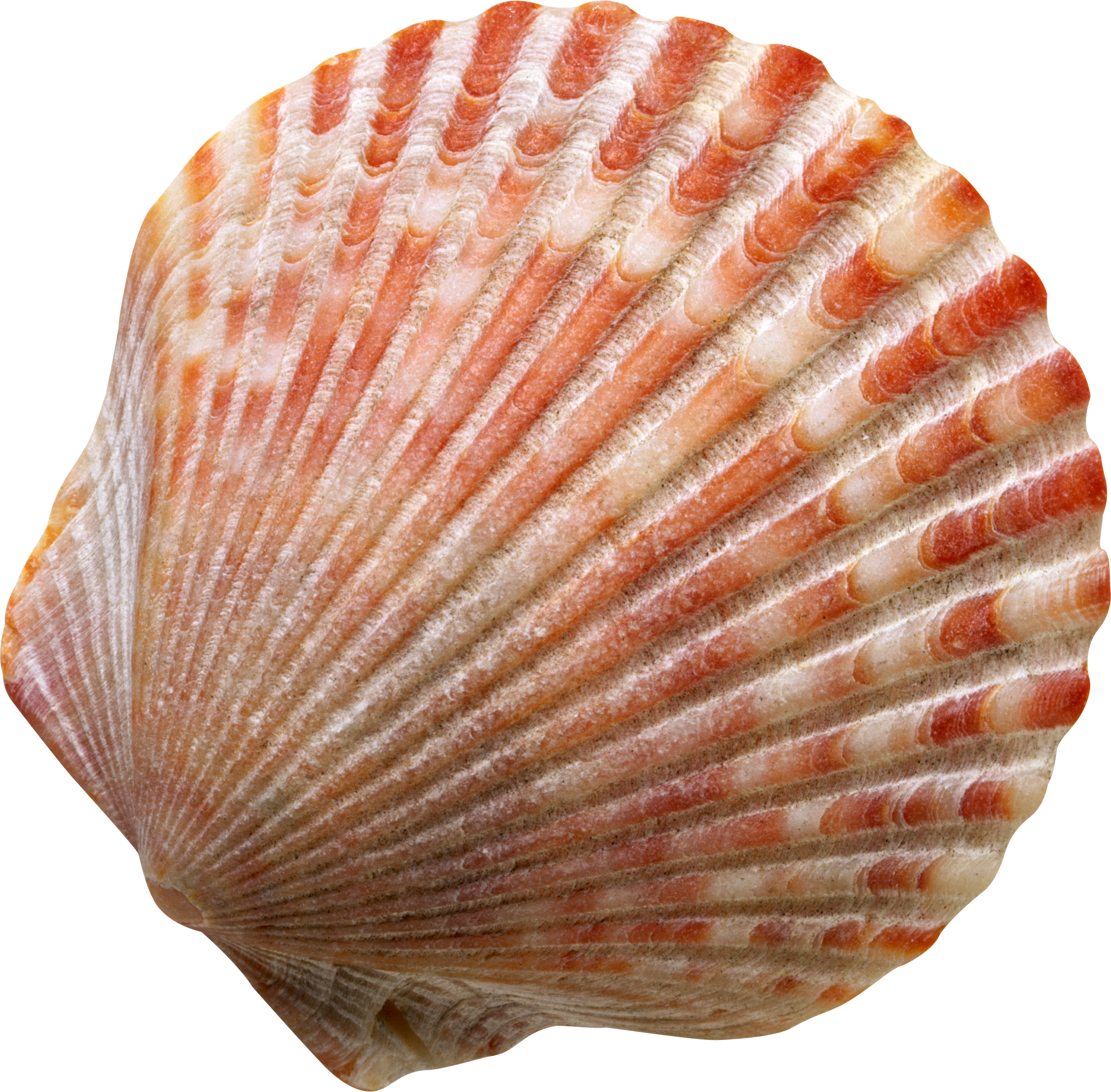 Seashell PNG images free download