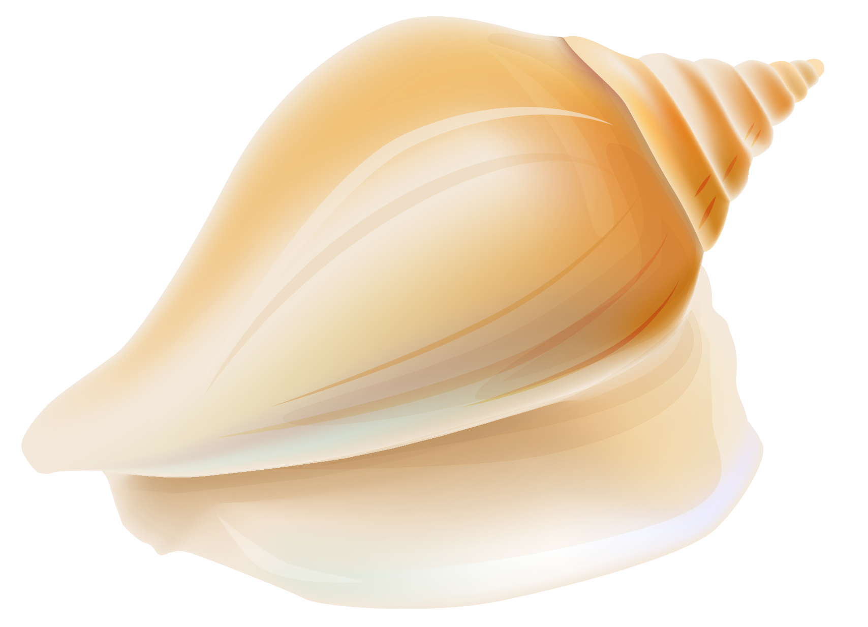 Seashell photo