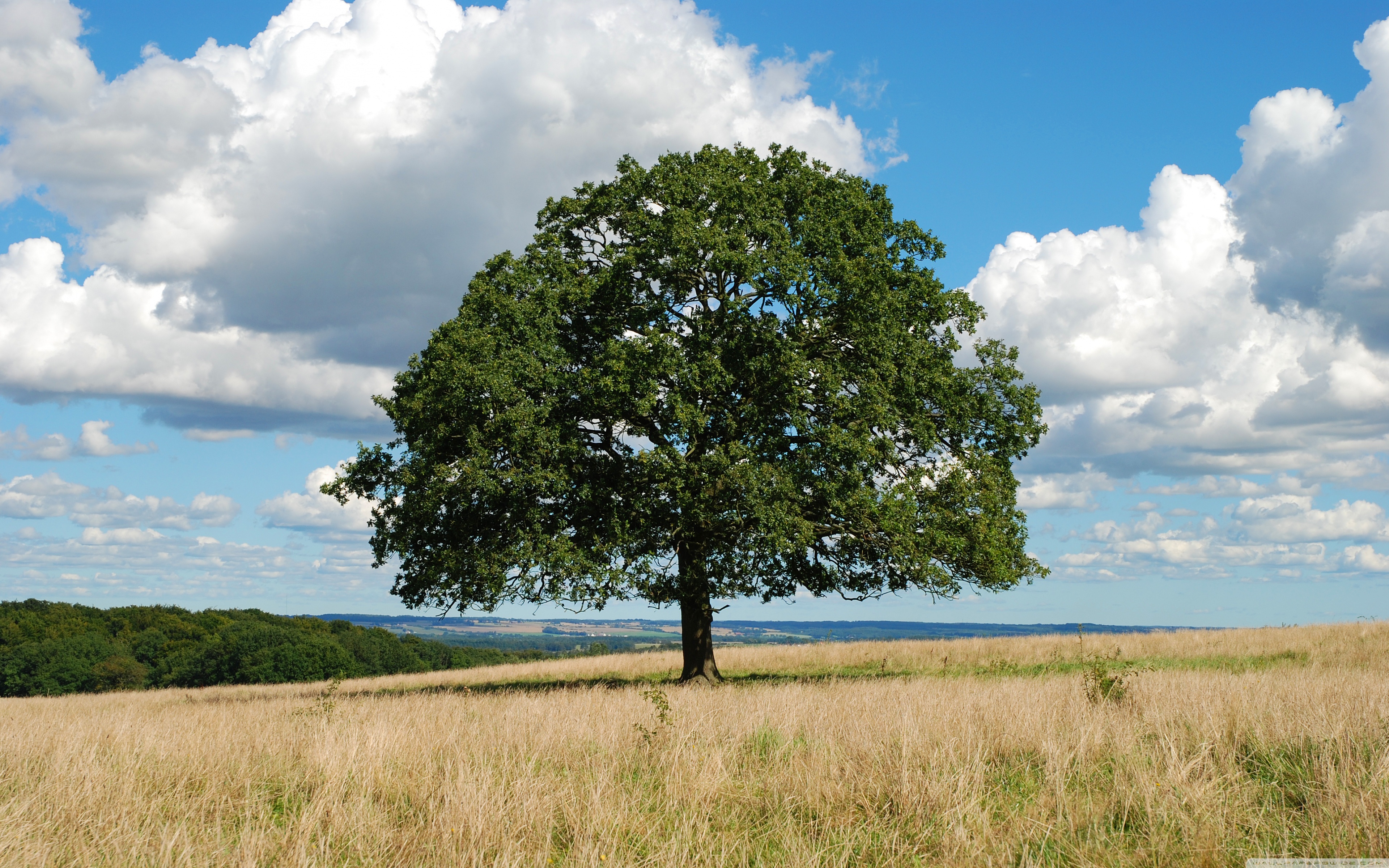 Single Tree ❤ 4K HD Desktop Wallpaper for 4K Ultra HD TV • Wide ...