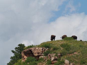 Cows on mountain