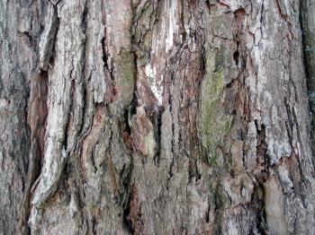 Colorful tree bark