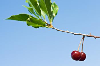 cherries