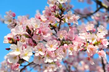 Cherry Blossom