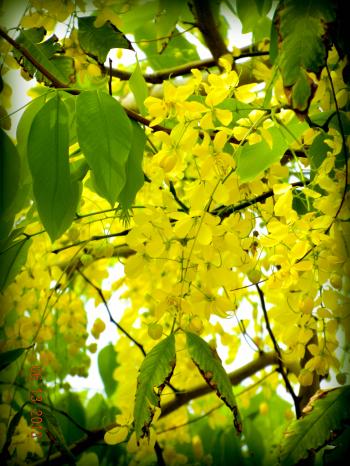 Golden Shower, Purga Cassia fistula