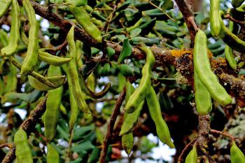 Green Carob Tree seed pods