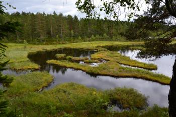 Forest lake