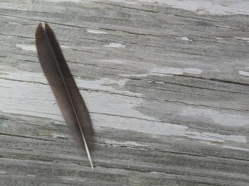 Feather and Wood