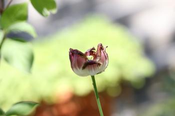 Flower with insects