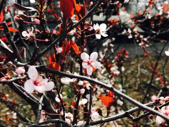 Flowers On A Tree