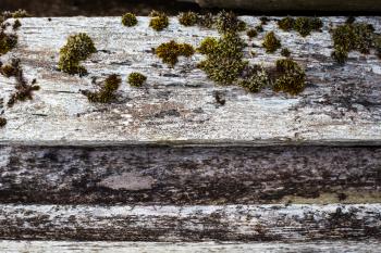 Old Wood with Moss