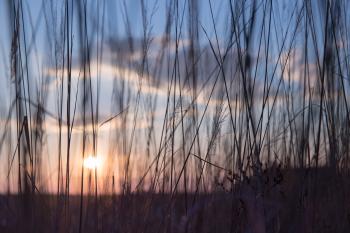 Low sun in the high grass