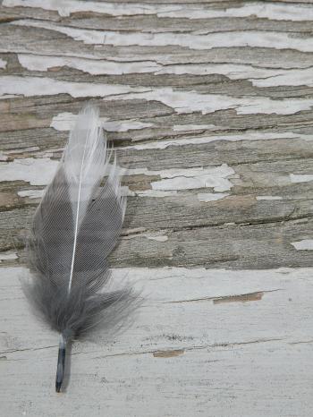 Lone Feather