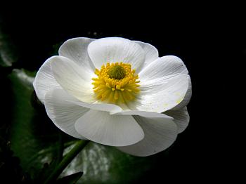 Mount Cook Lily. (Ranunculus lyallii )