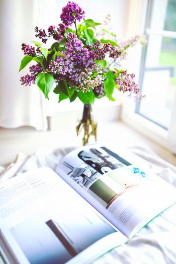 Sambucus / elder / elderberry