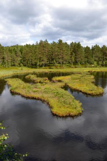 Swampy lake islands