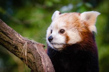 Red Panda Waiting For Lunch