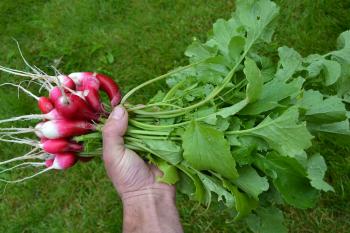 Red radishes