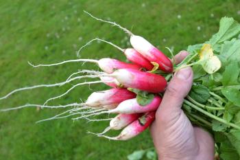 Red radishes