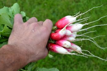 Red radishes