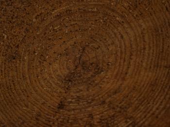 Wood Texture