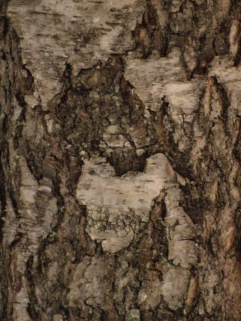 Wood Bark Texture