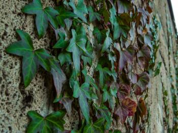 Wall plant