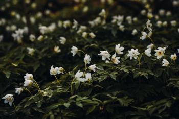 White Petaled Flower