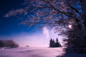 Trees Against Sky during Winter