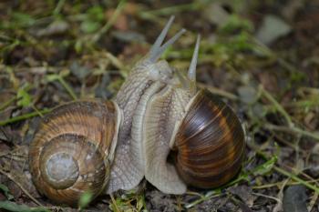 Two Snails